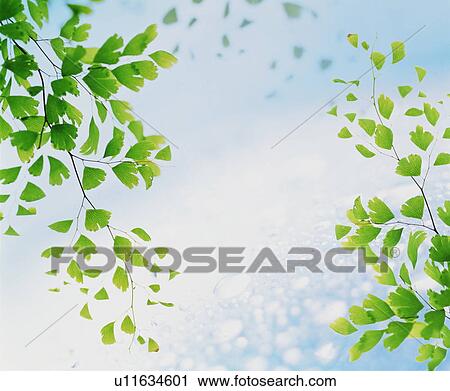 Stock Image - Leafy branches. Fotosearch
