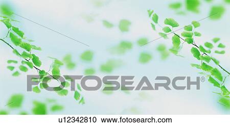 Stock Image - Leafy branches. Fotosearch