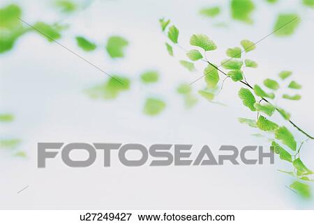 Stock Photo - Leafy branches. Fotosearch