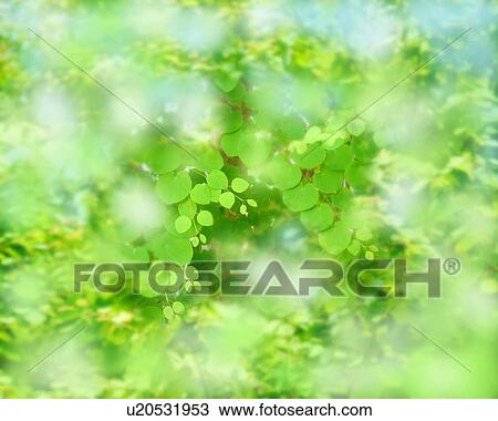 Leafy green background View Large Photo Image Stock Image - Leafy green background. Fotosearch