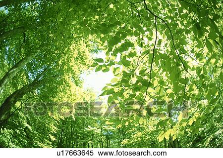 Stock Photography - Leafy green forest. Fotosearch