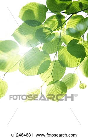 Stock Image - Leafy green tree branch. Fotosearch