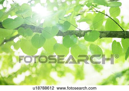 Stock Image - Leafy green tree branch. Fotosearch