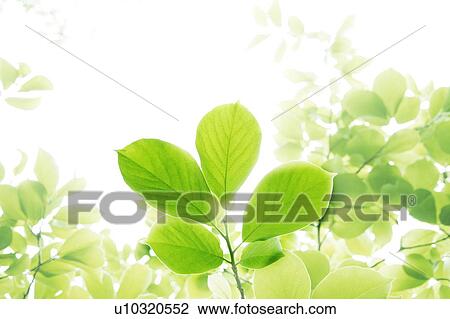 Leafy green tree branches View Large Photo Image Stock Image - Leafy green tree branches. Fotosearch