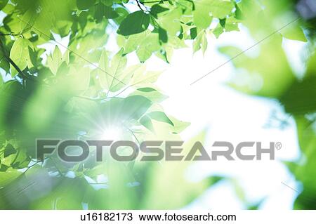 Stock Image - Leafy green tree branches. Fotosearch