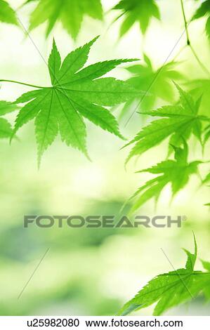 Stock Image - Leafy green tree branches. Fotosearch