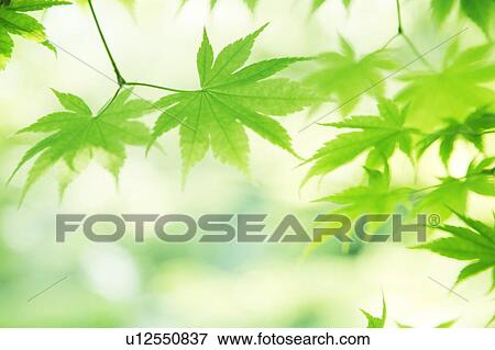Stock Photo - Leafy green tree branches. Fotosearch