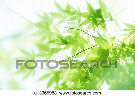 Stock Photo - Leafy green tree branches. Fotosearch