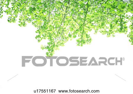 Leafy green tree branches View Large Photo Image Stock Photo - Leafy green tree branches. Fotosearch