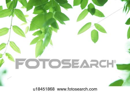 Stock Photo - Leafy green tree branches. Fotosearch