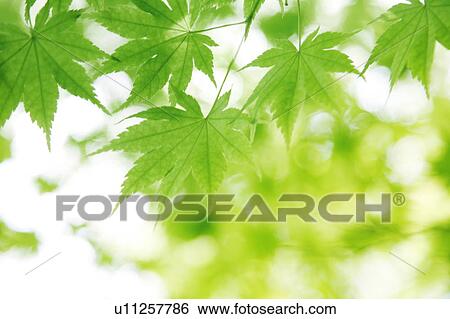 Stock Photograph - Leafy green tree branches. Fotosearch