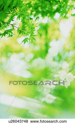 Stock Photo - Leafy tree branches. Fotosearch