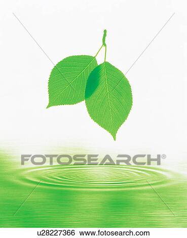 Leaves above rippled water View Large Photo Image Stock Photograph - Leaves above rippled water. Fotosearch