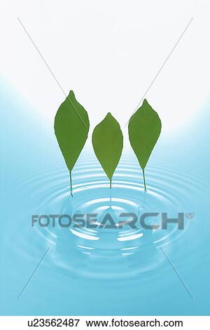 Stock Photo - Leaves above water. Fotosearch
