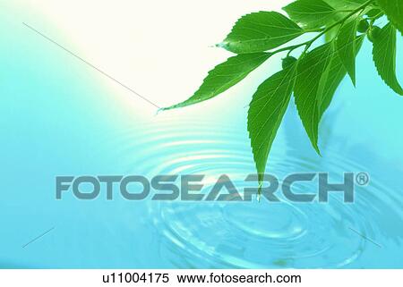 Stock Photography - Leaves above water. Fotosearch