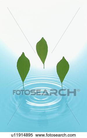 Stock Photography - Leaves above water. Fotosearch