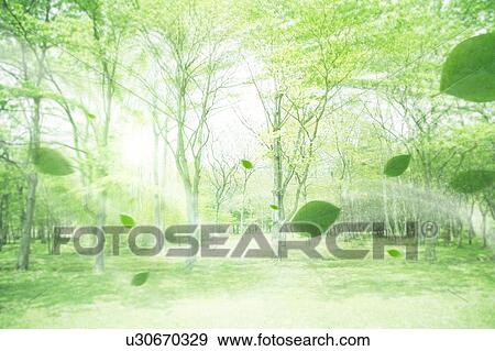 Stock Photo - Leaves being carried on a breeze through forest clearing. Fotosearch