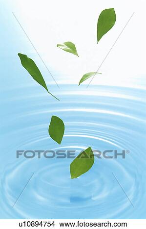 Picture - Leaves falling into water. Fotosearch