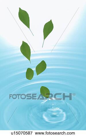 Leaves falling into water View Large Photo Image Stock Photo - Leaves falling into water. Fotosearch