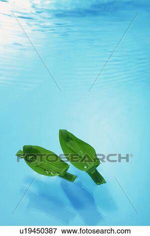 Stock Photo - Leaves floating on water. Fotosearch