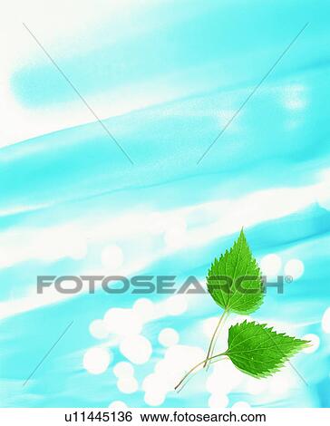 Leaves floating on water View Large Photo Image Stock Photograph - Leaves floating on water. Fotosearch