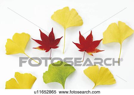 Leaves in autumn color, white background View Large Photo Image Stock Photography - Leaves in autumn color, white background. Fotosearch