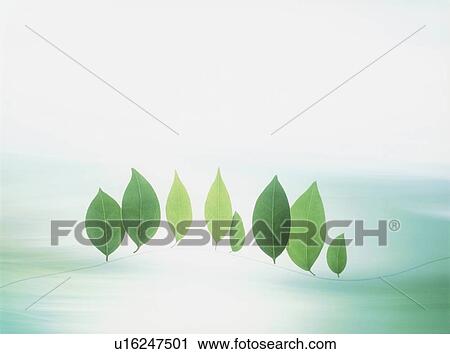 Stock Image - Leaves in line, copy space. Fotosearch
