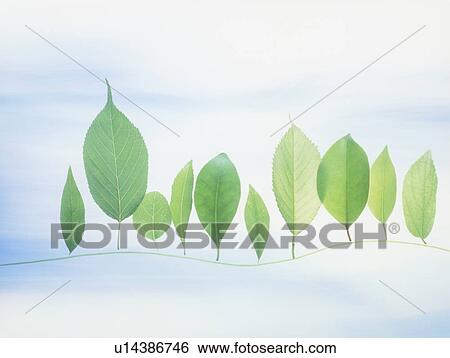 Stock Photograph - Leaves in line. Fotosearch