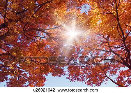 Stock Image - Leaves in red. Fotosearch