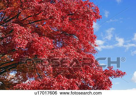 Leaves in red View Large Photo Image Stock Photograph - Leaves in red. Fotosearch