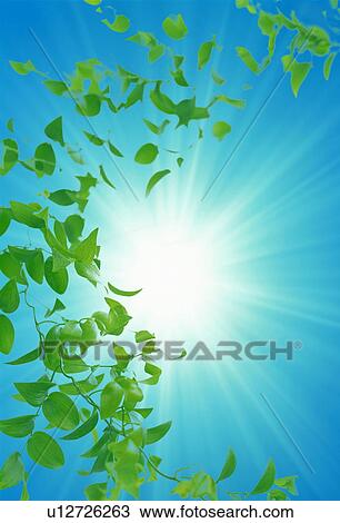 Stock Image - Leaves in the sky. Fotosearch