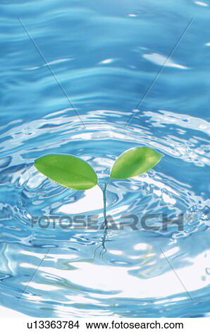 Leaves in water View Large Photo Image Picture - Leaves in water. Fotosearch