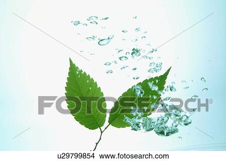 Picture - Leaves in water. Fotosearch