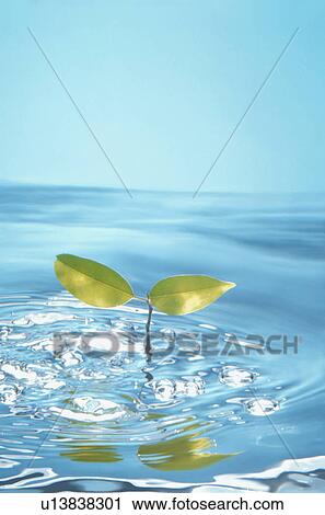 Leaves in water View Large Photo Image Stock Image - Leaves in water. Fotosearch