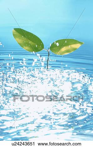 Stock Image - Leaves in water. Fotosearch