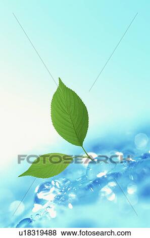 Stock Photo - Leaves in water. Fotosearch