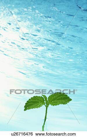 Leaves in water View Large Photo Image Stock Photograph - Leaves in water. Fotosearch