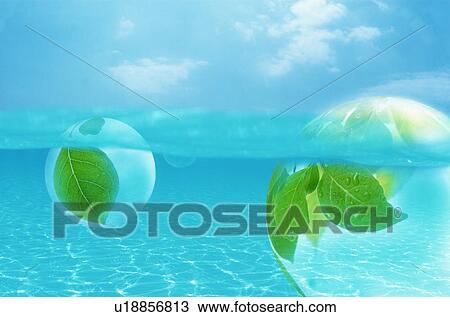 Leaves inside a bubble floating in water View Large Photo Image Stock Image - Leaves inside a bubble floating in water. Fotosearch