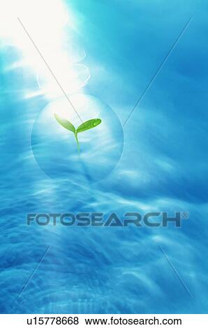 Leaves inside a bubble floating in water View Large Photo Image Stock Photo - Leaves inside a bubble floating in water. Fotosearch