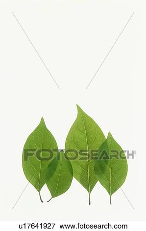 Leaves on a white background View Large Photo Image Stock Photo - Leaves on a white background. Fotosearch