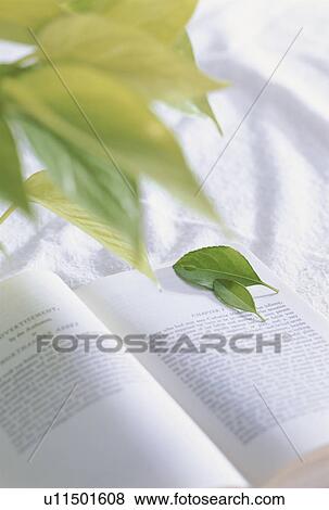 Stock Photo - Leaves on an open book. Fotosearch