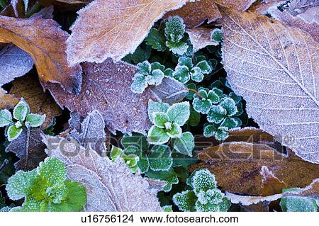 Picture - Leaves on ground covered in frost. Fotosearch