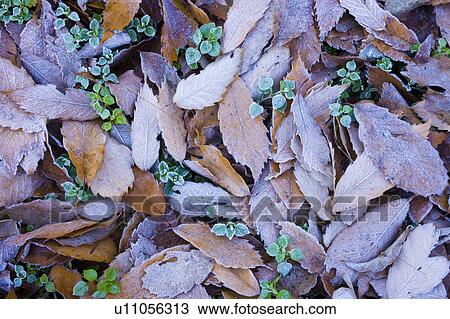 Leaves on ground covered in frost View Large Photo Image Stock Image - Leaves on ground covered in frost. Fotosearch