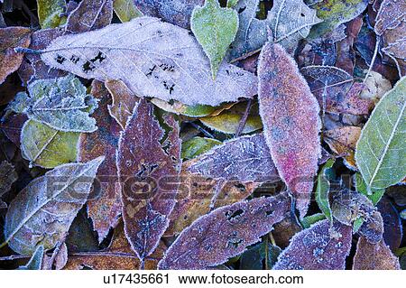 Leaves on ground covered in frost, Otsu, Shiga Prefecture, Japan View Large Photo Image Stock Image - Leaves on ground covered in frost, Otsu, Shiga Prefecture, Japan. Fotosearch