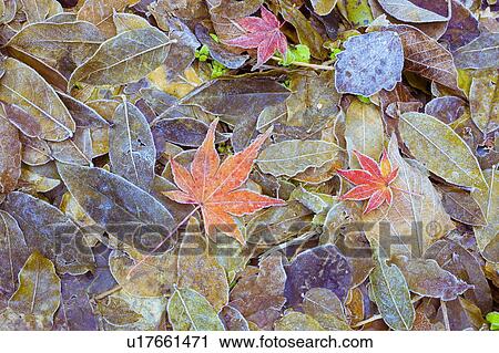 Leaves on ground covered in frost View Large Photo Image Stock Image - Leaves on ground covered in frost. Fotosearch