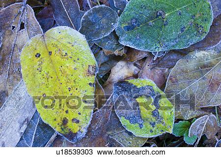 Stock Image - Leaves on ground covered in frost. Fotosearch