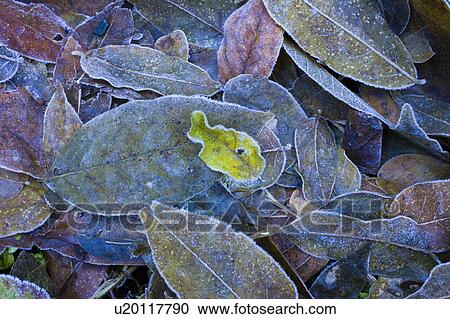 Leaves on ground covered in frost View Large Photo Image Stock Image - Leaves on ground covered in frost. Fotosearch