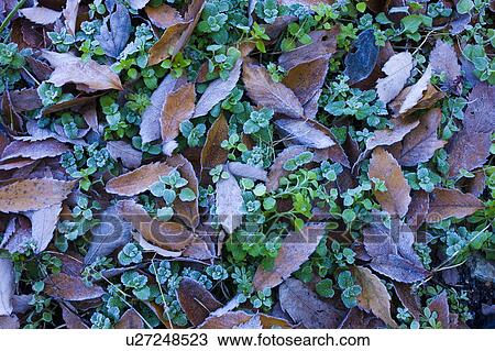 Leaves on ground covered in frost View Large Photo Image Stock Image - Leaves on ground covered in frost. Fotosearch