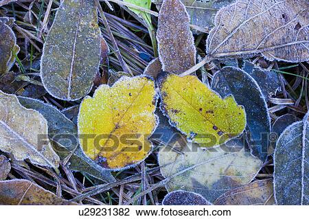 Stock Image - Leaves on ground covered in frost. Fotosearch