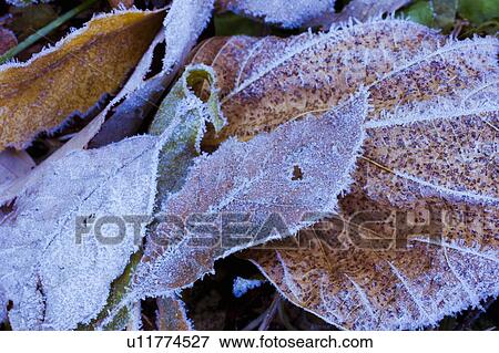 Leaves on ground covered in frost View Large Photo Image Stock Photo - Leaves on ground covered in frost. Fotosearch